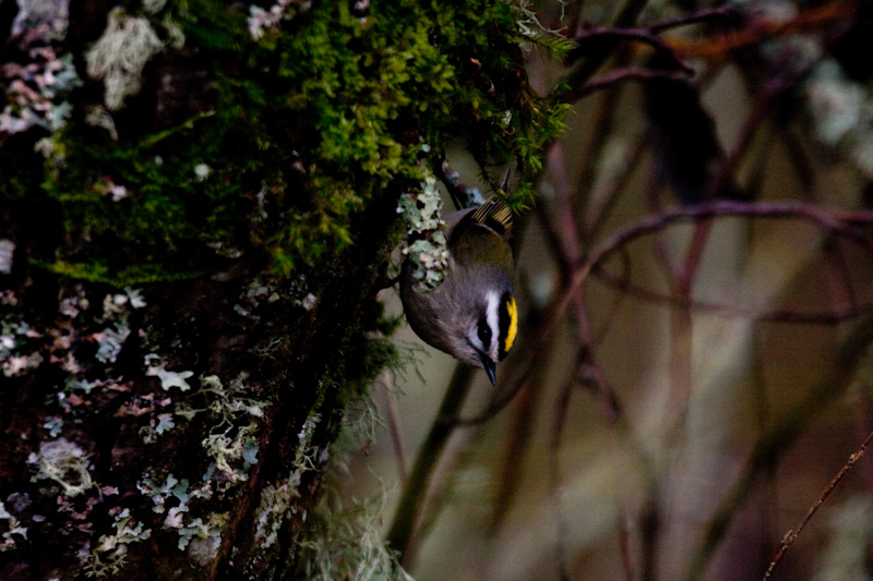 Golden-Crowned Kinglet